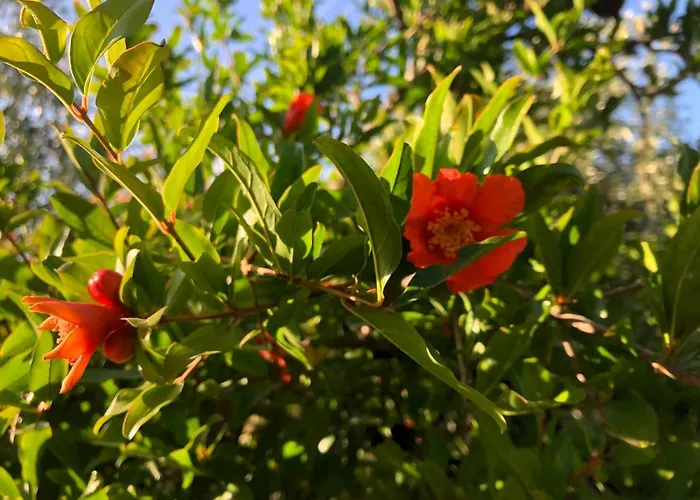 Beautiful Apartamento Filiatrá