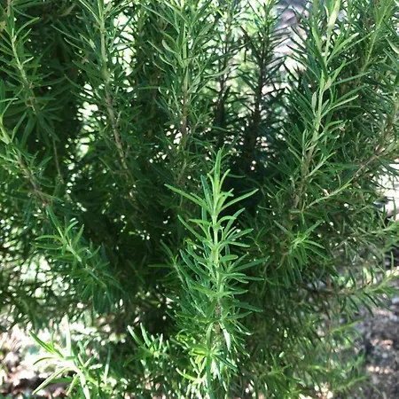 Beautiful * Filiatrá