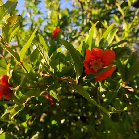 Beautiful Apartmán Filiatrá