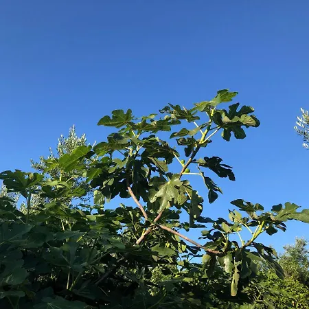 Apartman Beautiful Filiatrá