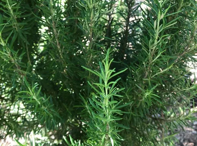 Beautiful * Filiatrá